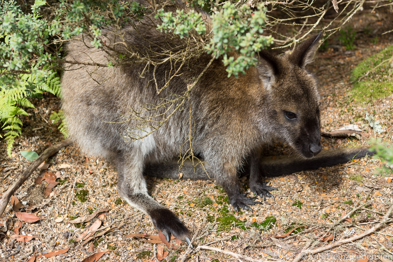 Wallaby