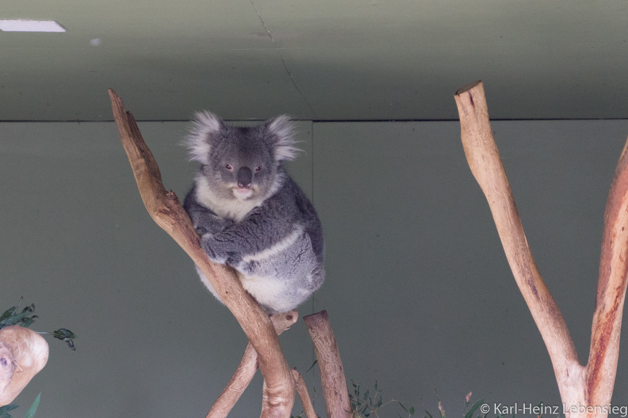 Bonorong Wildlife Sanctuary: Koala