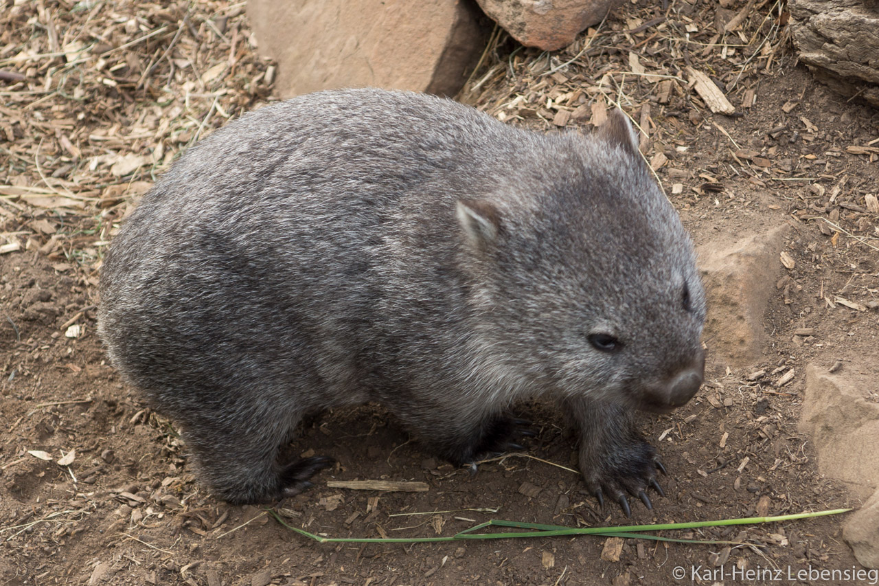 Bonorong Wildlife Sanctuary: Wombat