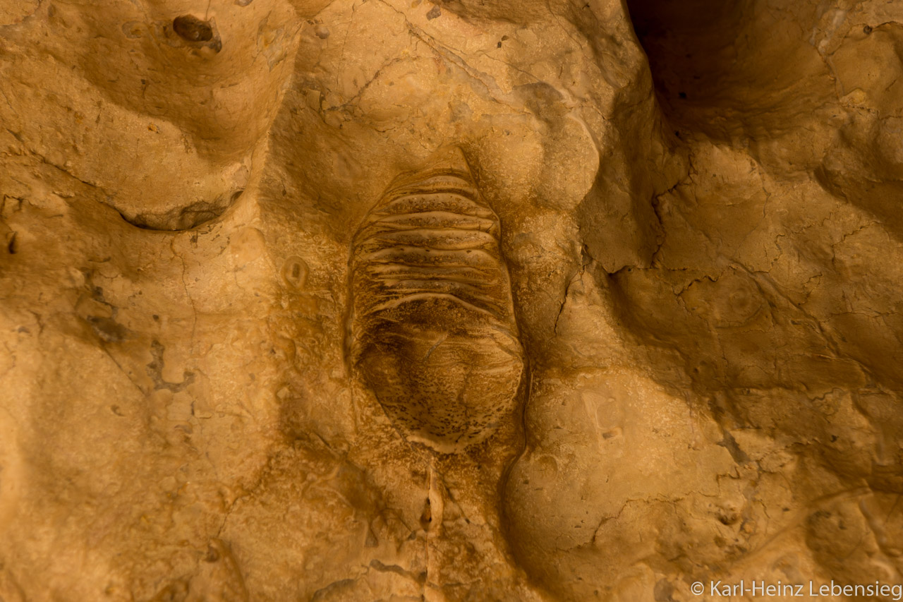 Fossil eines Nautiloiden in der Windjana Gorge