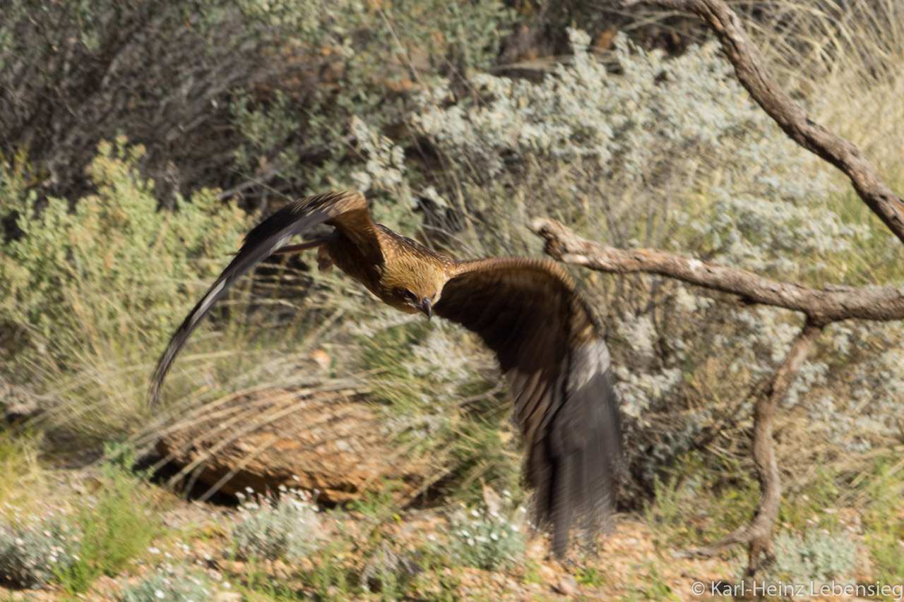 Vogelschau im Alice Springs Desert Park