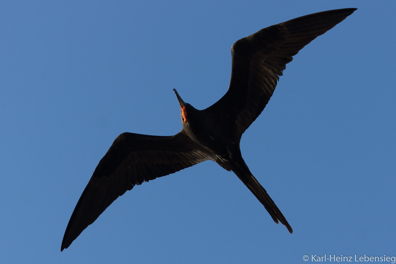 Fregattvogel