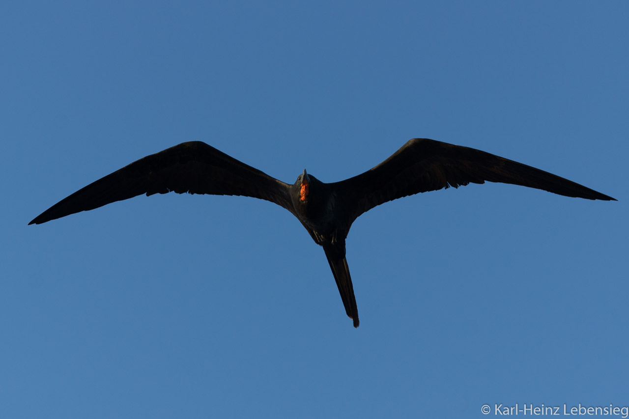 Fregattvogel