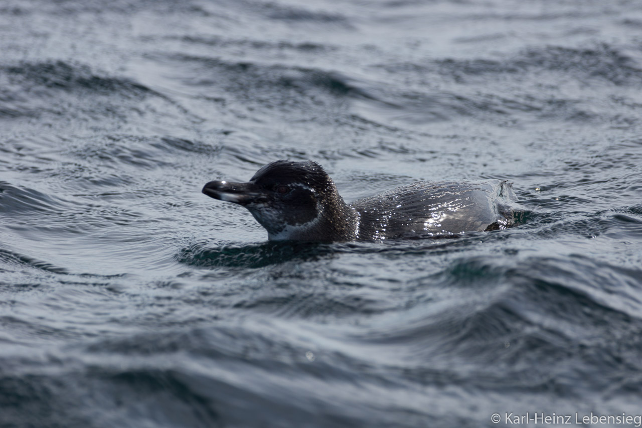 Galápagos-Pinguin