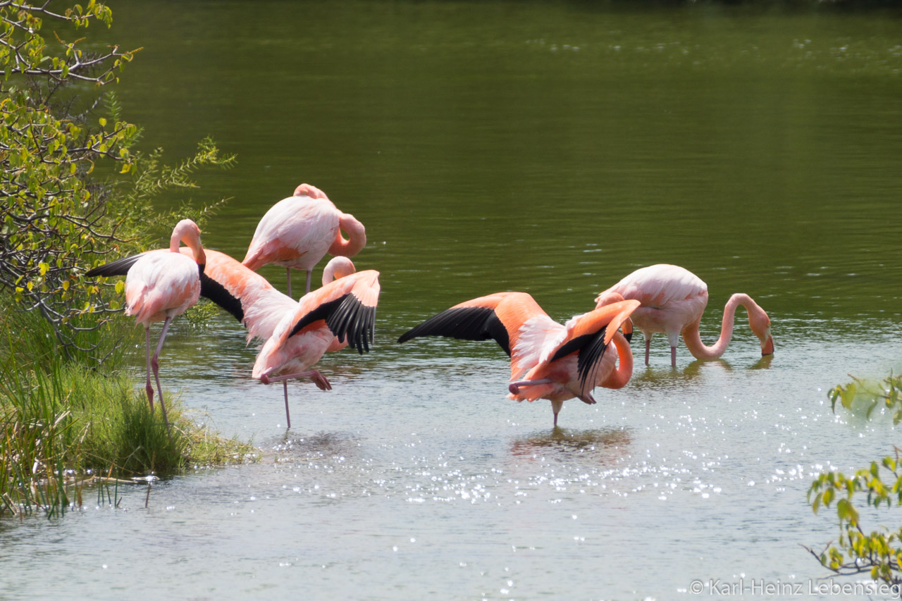Flamingos auf Isabela