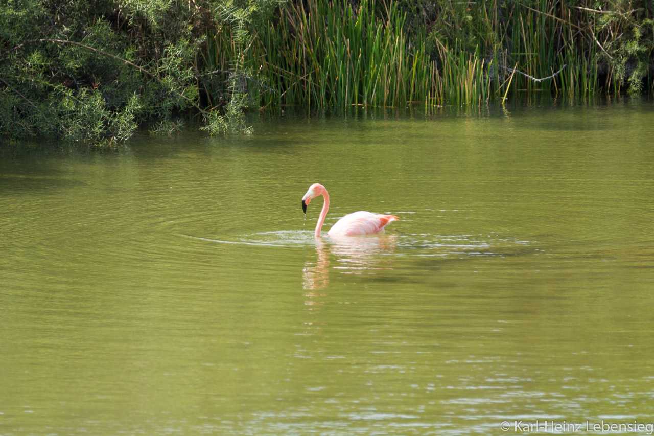 Flamingo