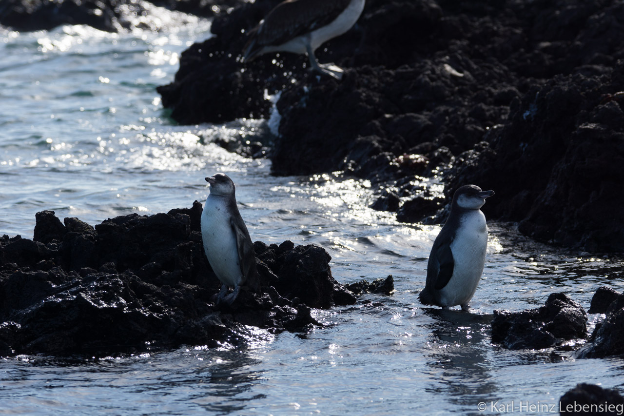 Galápagos-Pinguine