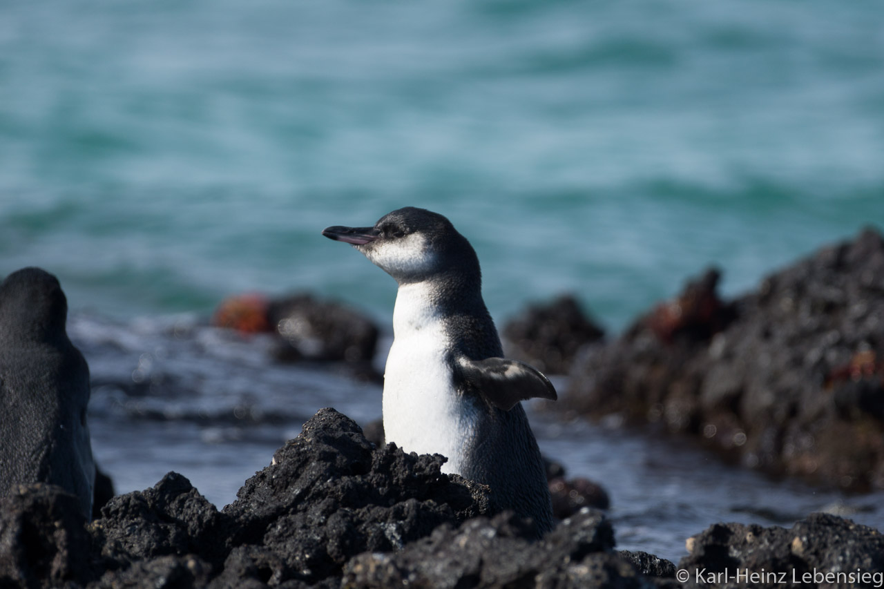 junger Galápagos-Pinguin