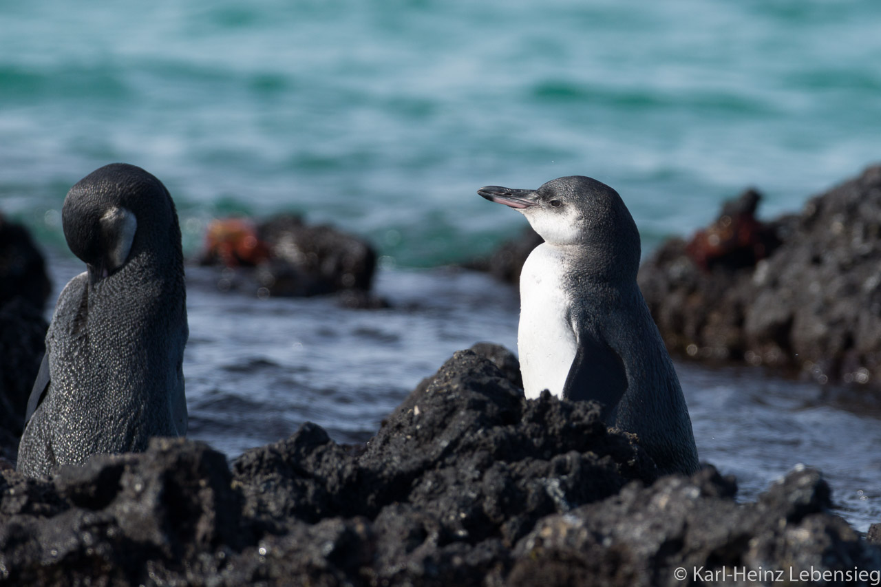 Galápagos-Pinguin