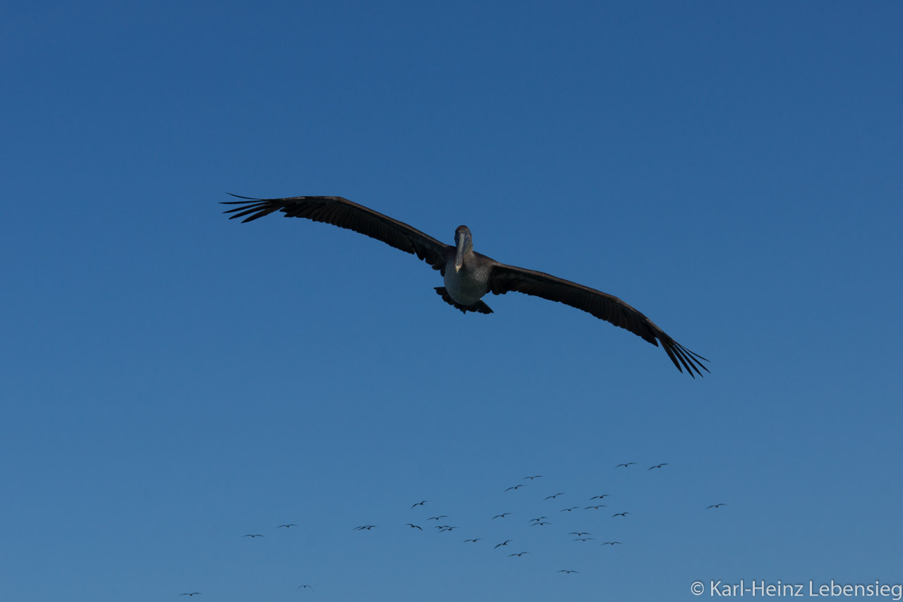 Pelikan im Anflug