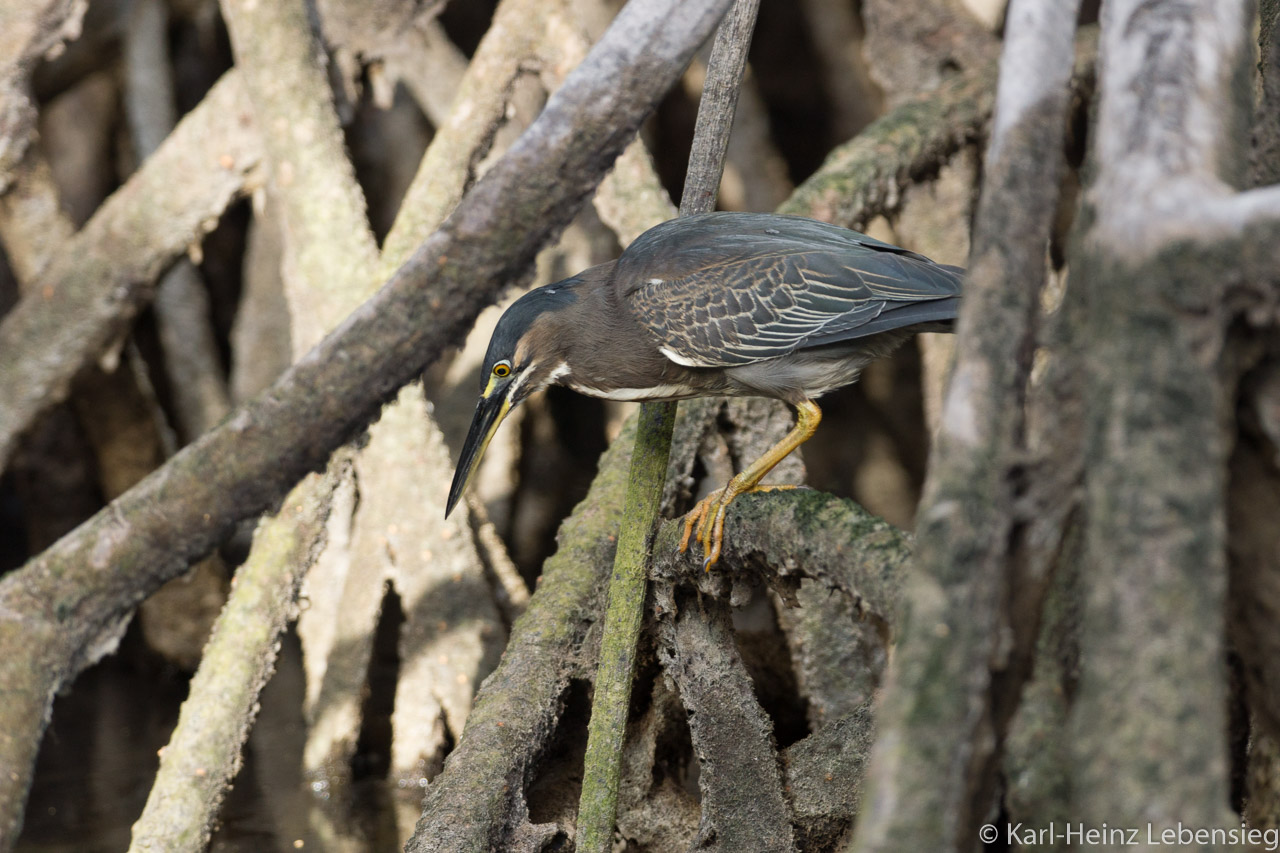 Mangrovereiher auf der Jagd