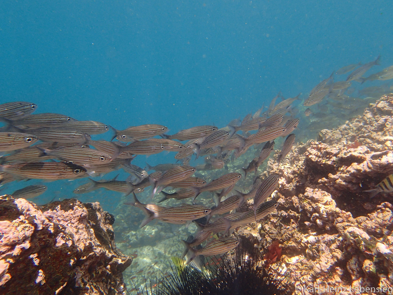 Fischschwarm (black stripped salema)