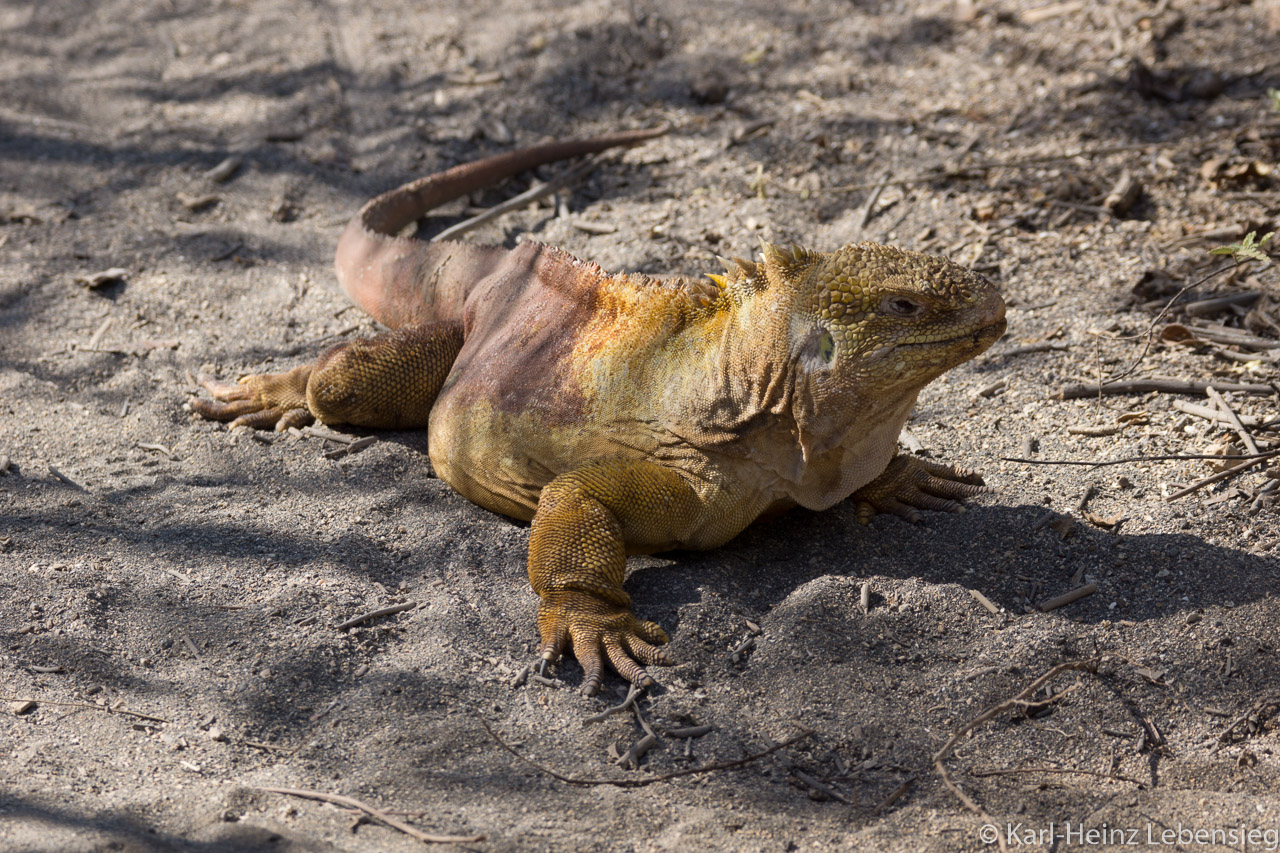 Landleguan