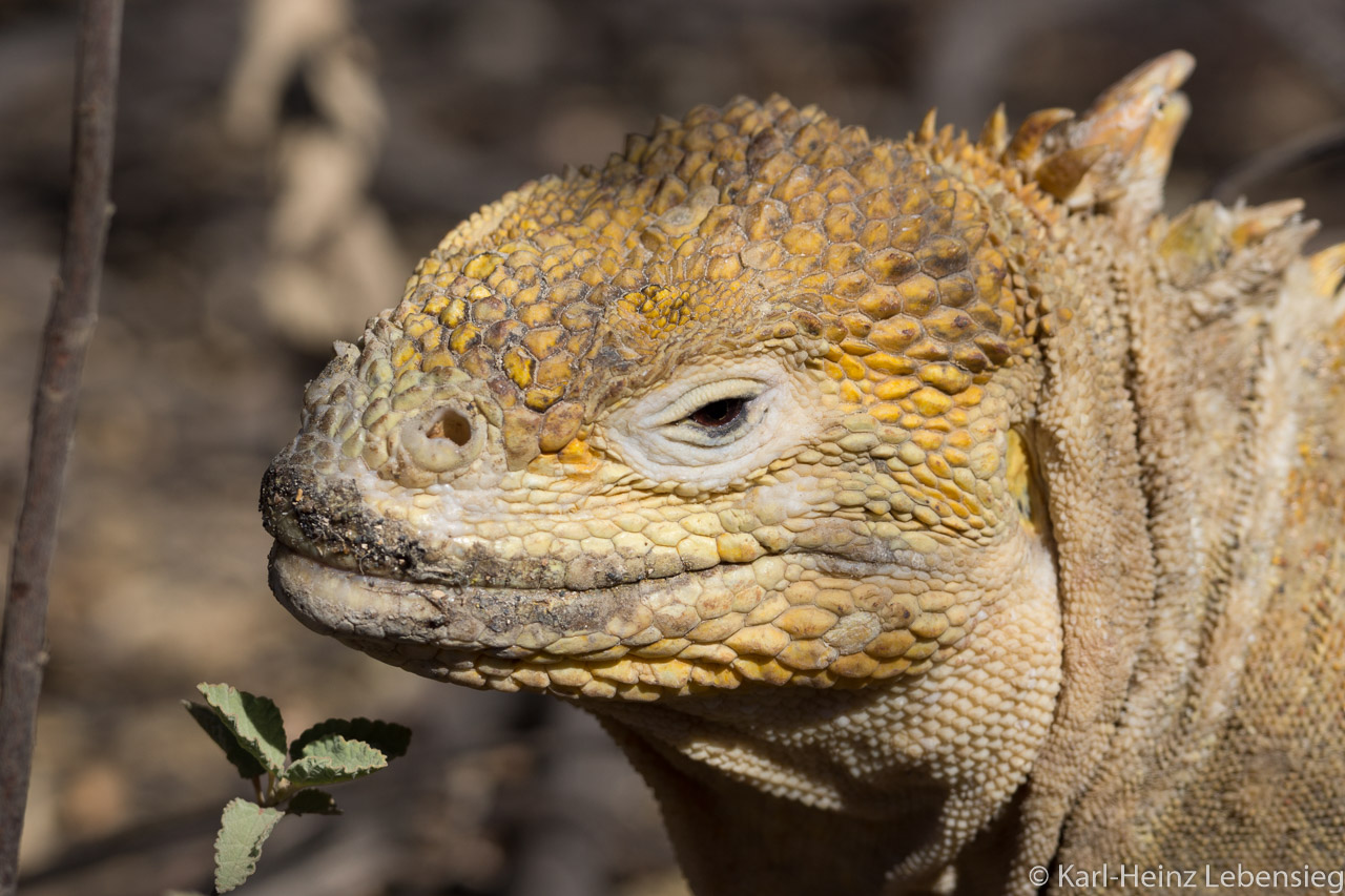 Landleguan