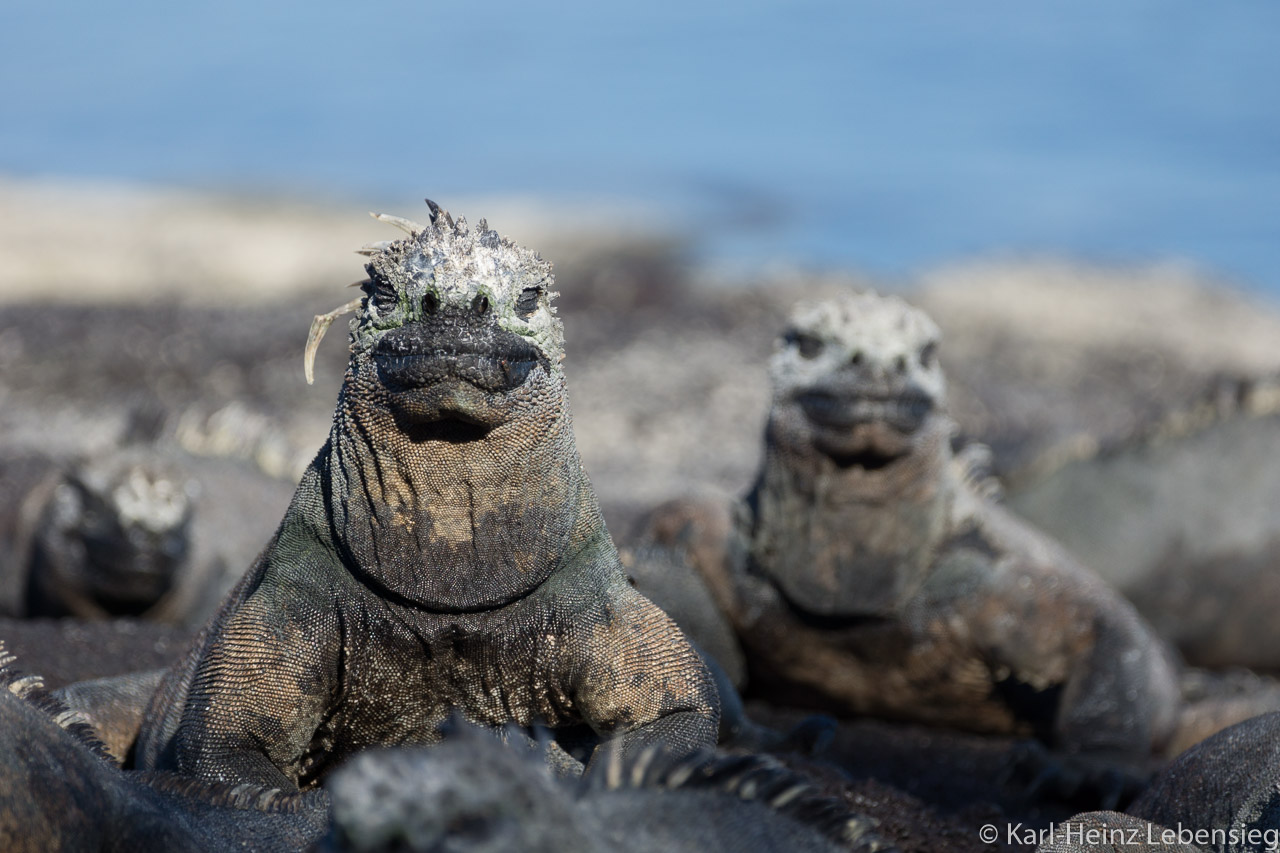 Mini-Godzilla