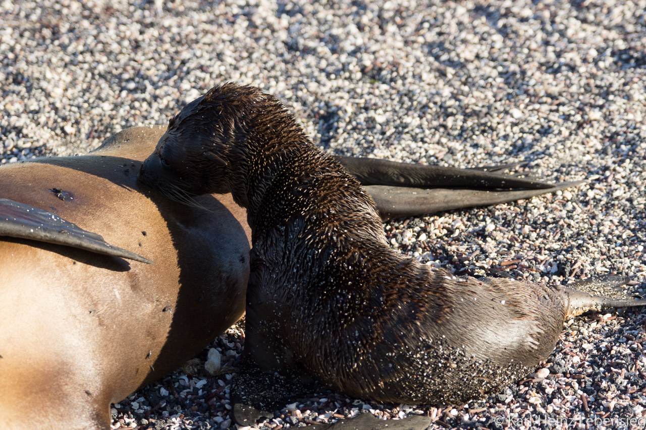 Seelöwe mit Hunger