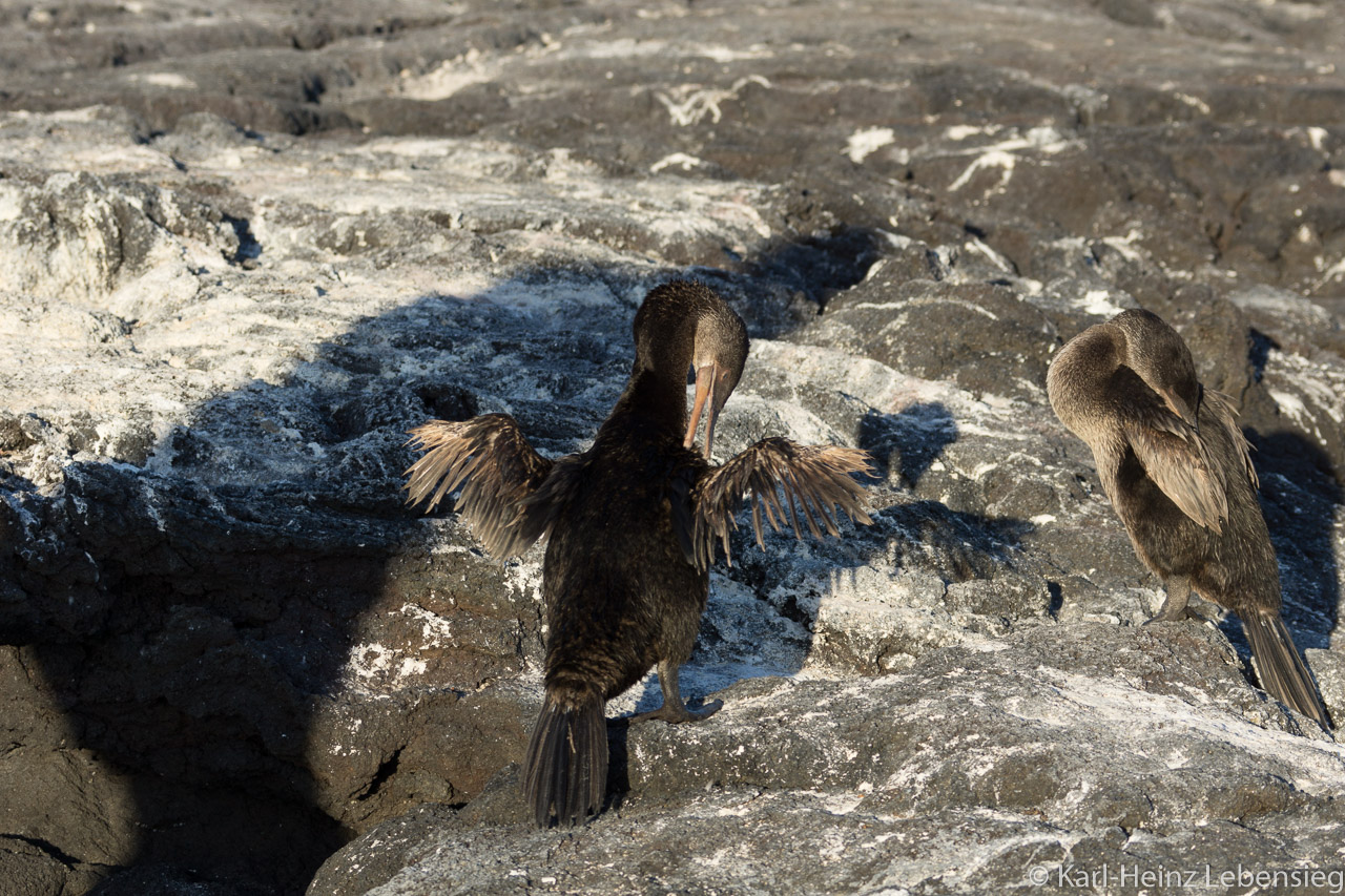 und darum kann der Kormoran nicht fliegen…