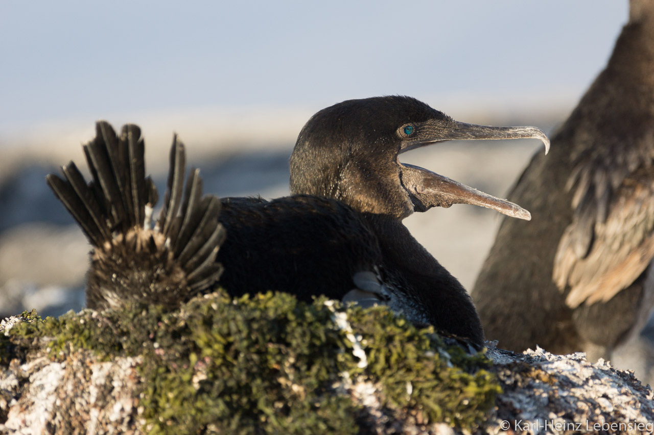 Kormoran beim Brüten