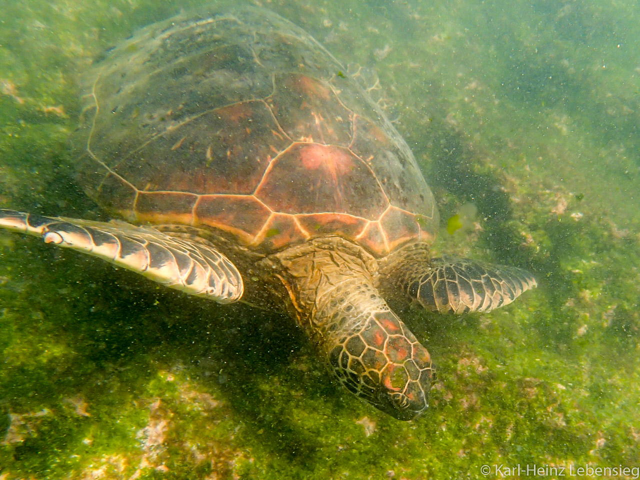 Schildkröte im Grünen (Wasser)