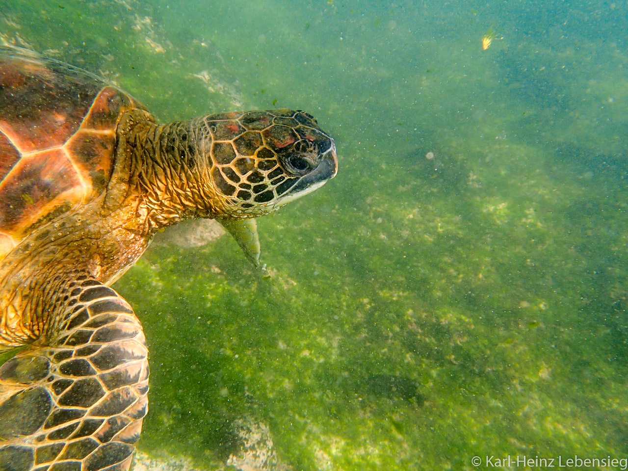 Suppenschildkröte