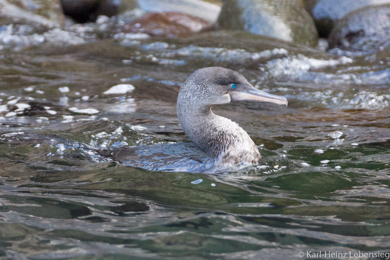Galapagosscharbe (oder Kormoran)