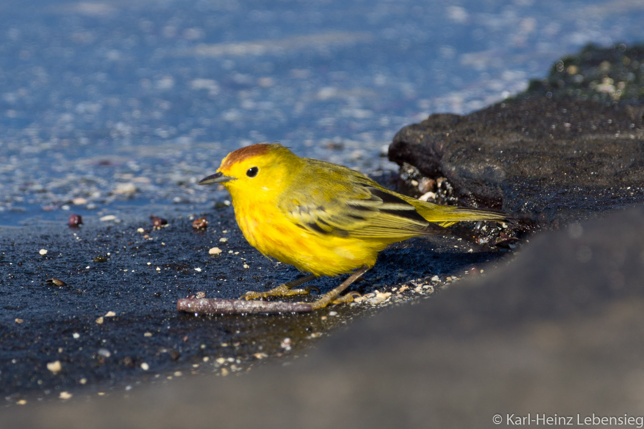 Gold-Waldsänger