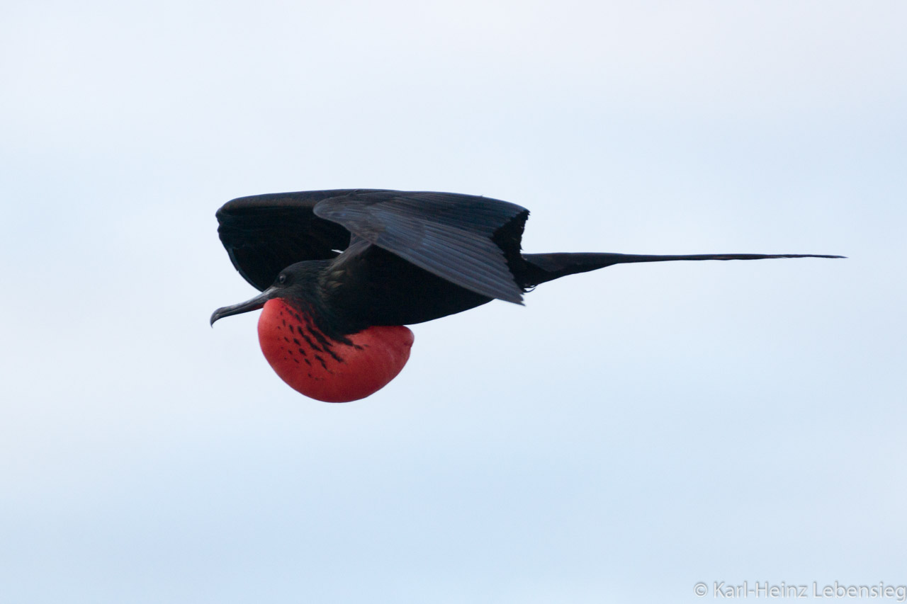 Fregattvogel im Flug