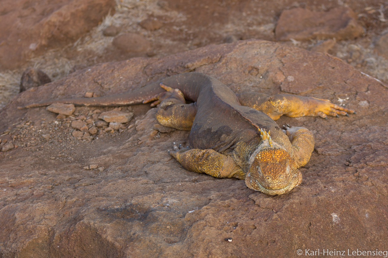 Galápagos-Landleguan