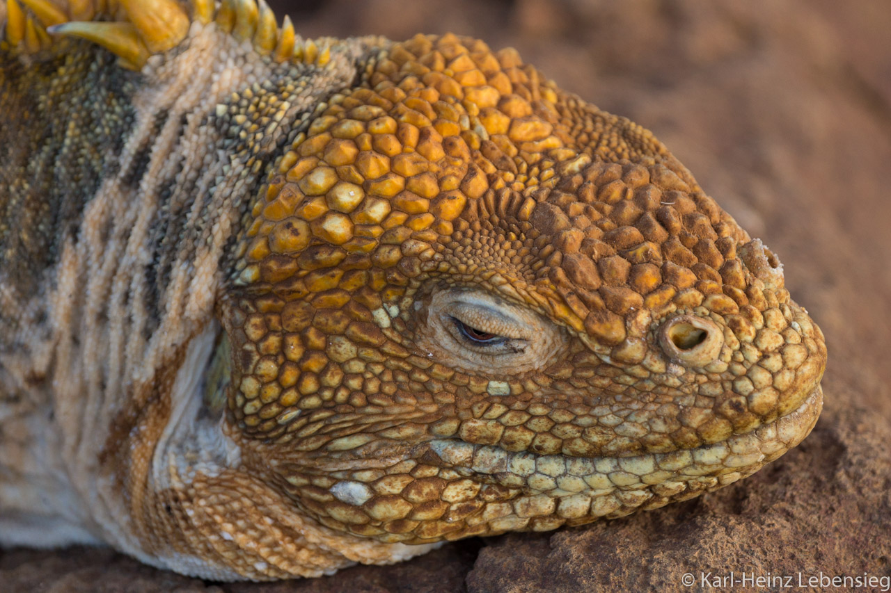Galápagos-Landleguan