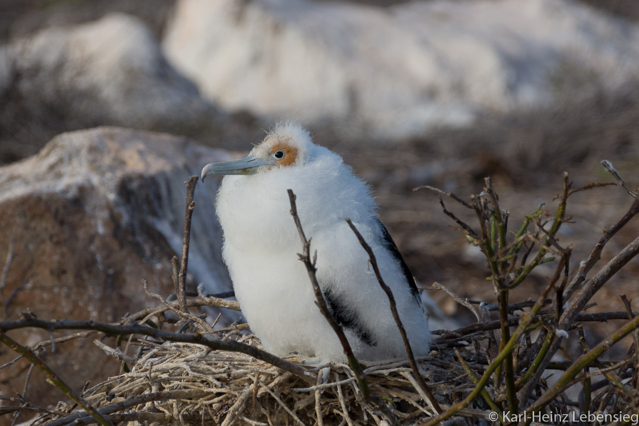 junger Fregattvogel