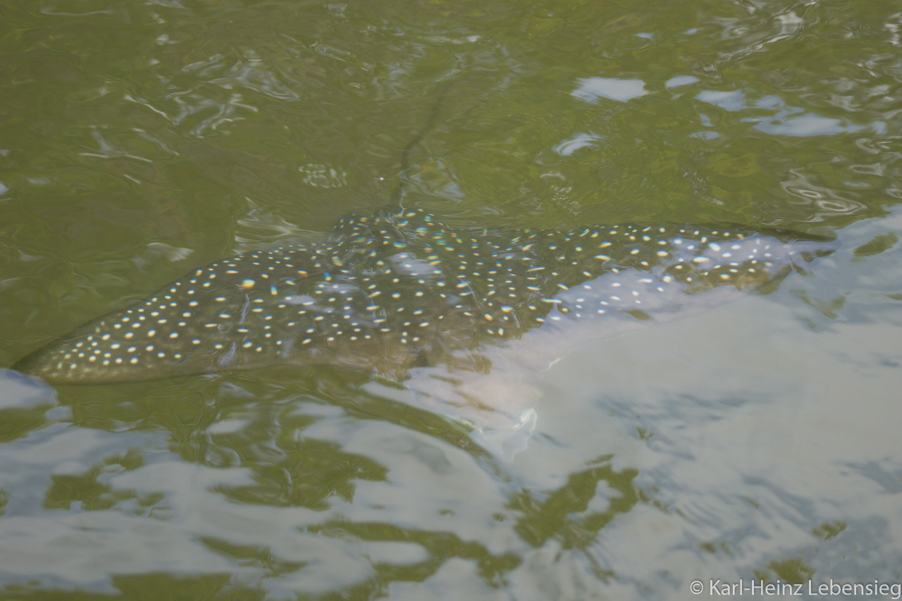 Gefleckter Adlerrochen in der Lagune