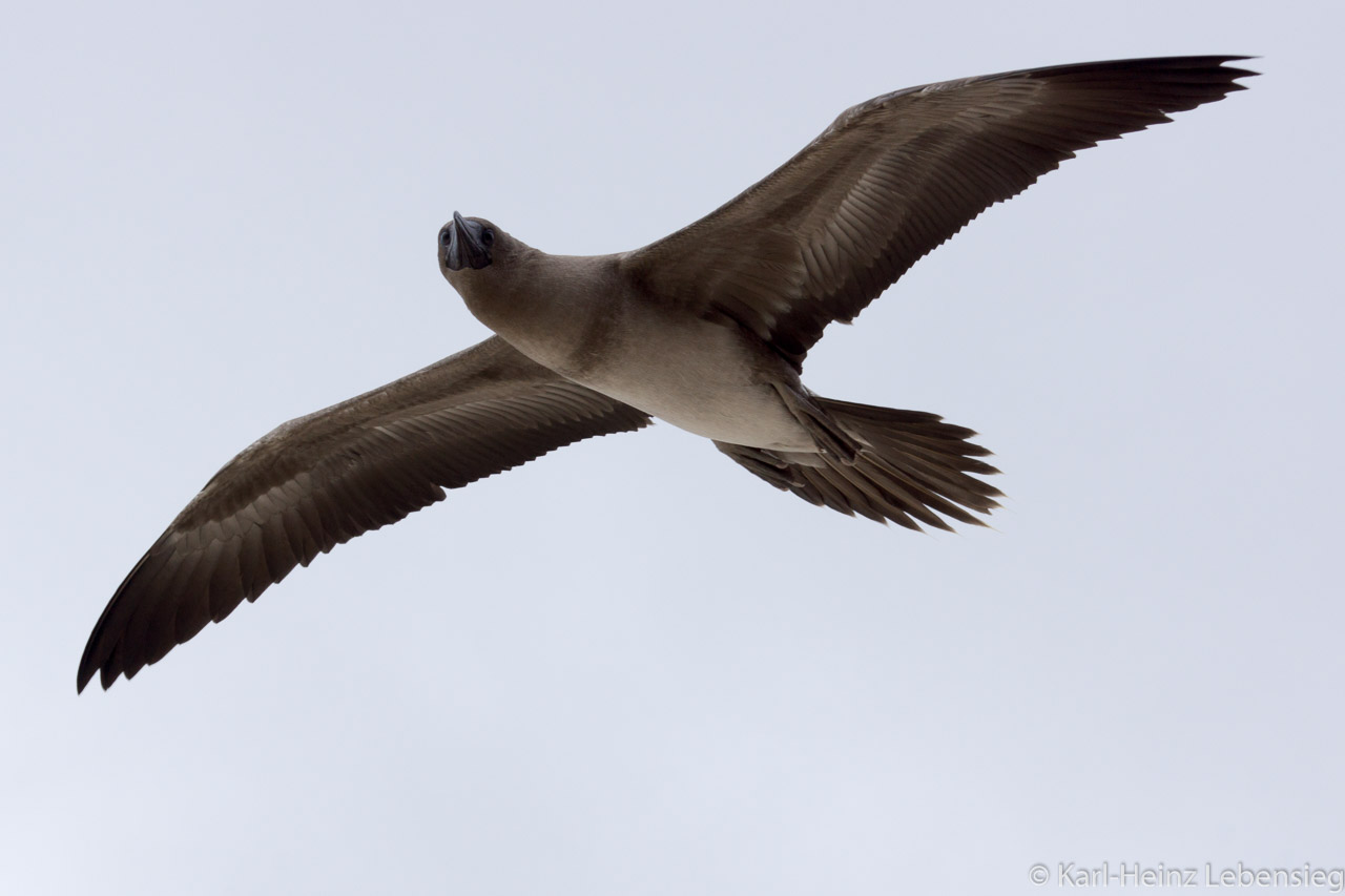 Rotfußtölpel im Flug