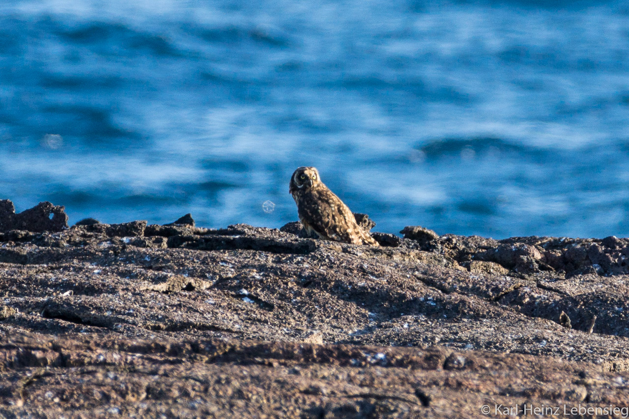 Galápagos-Ohreule