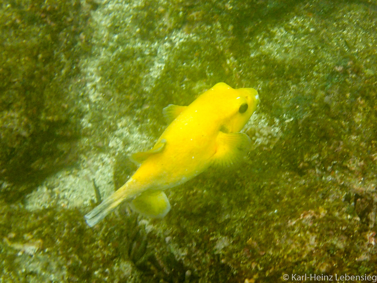 Perlhuhn-Kugelfisch