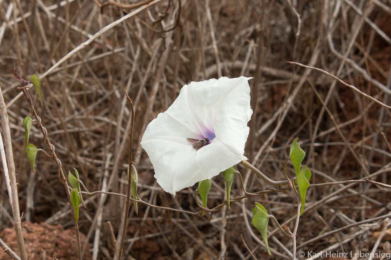 Blume mit Besucher