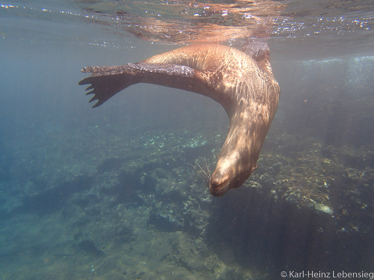 Galápagos-Seelöwe