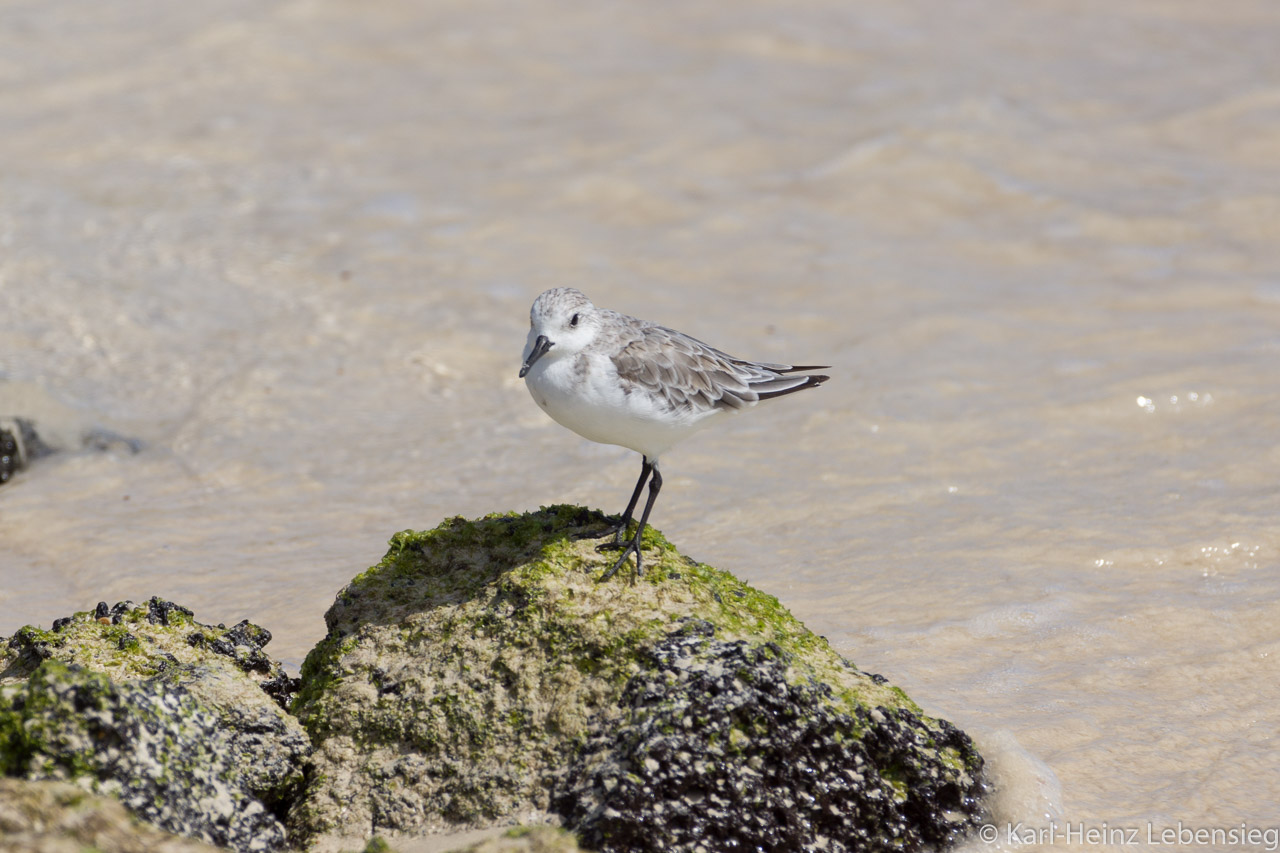 Sanderling