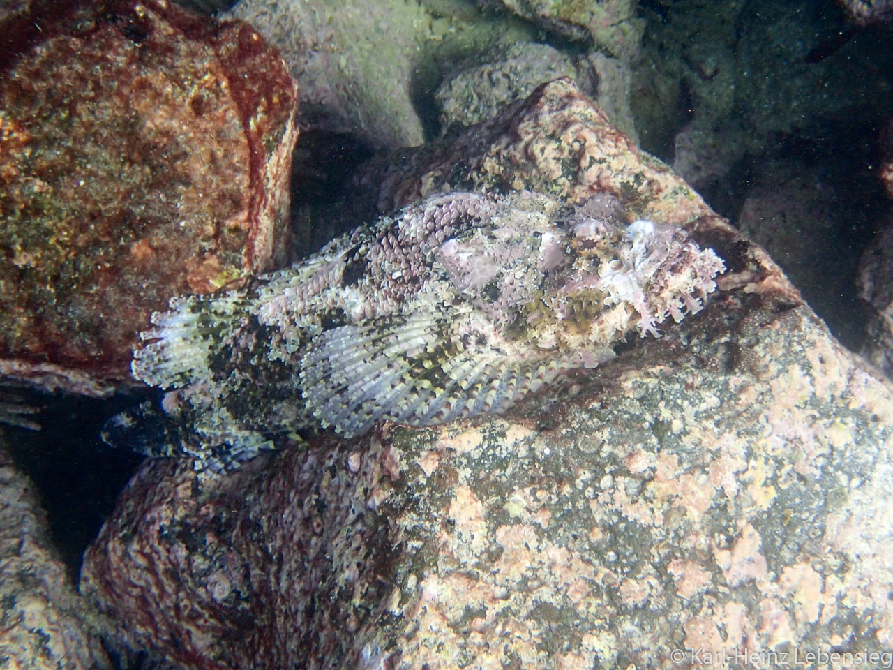 Skorpionfisch