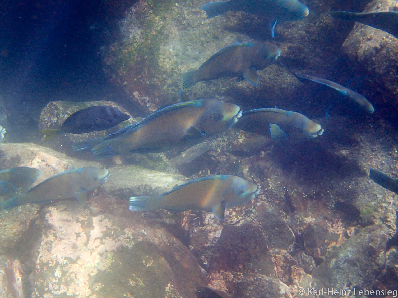 Büffelkopf-Papageifisch