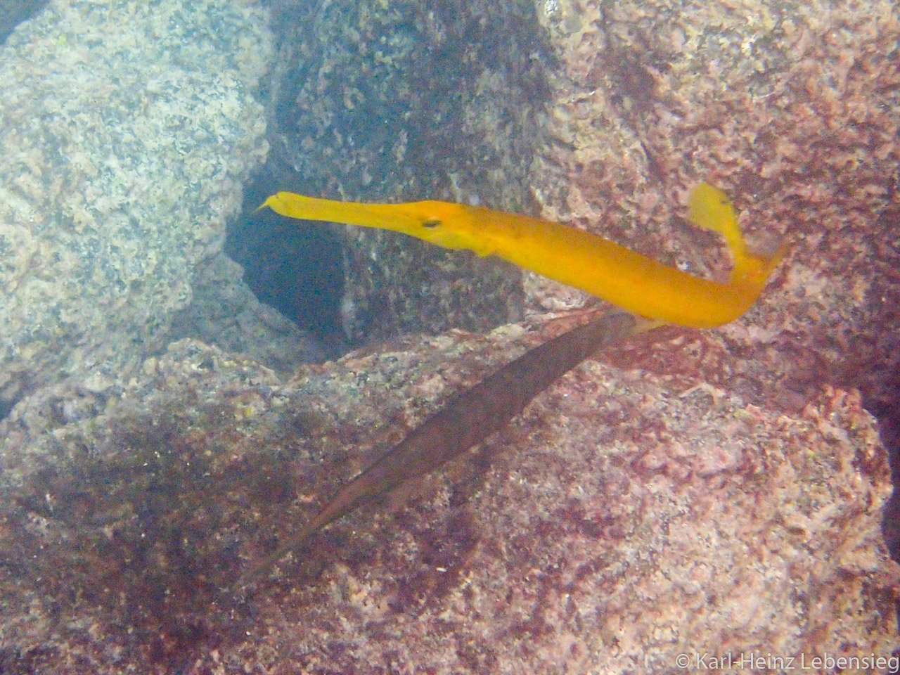 Trompetenfisch