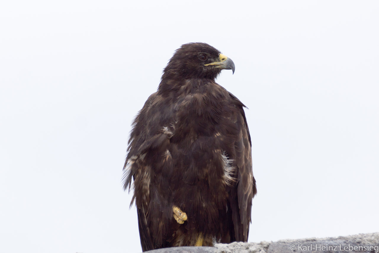 Galápagosbussard