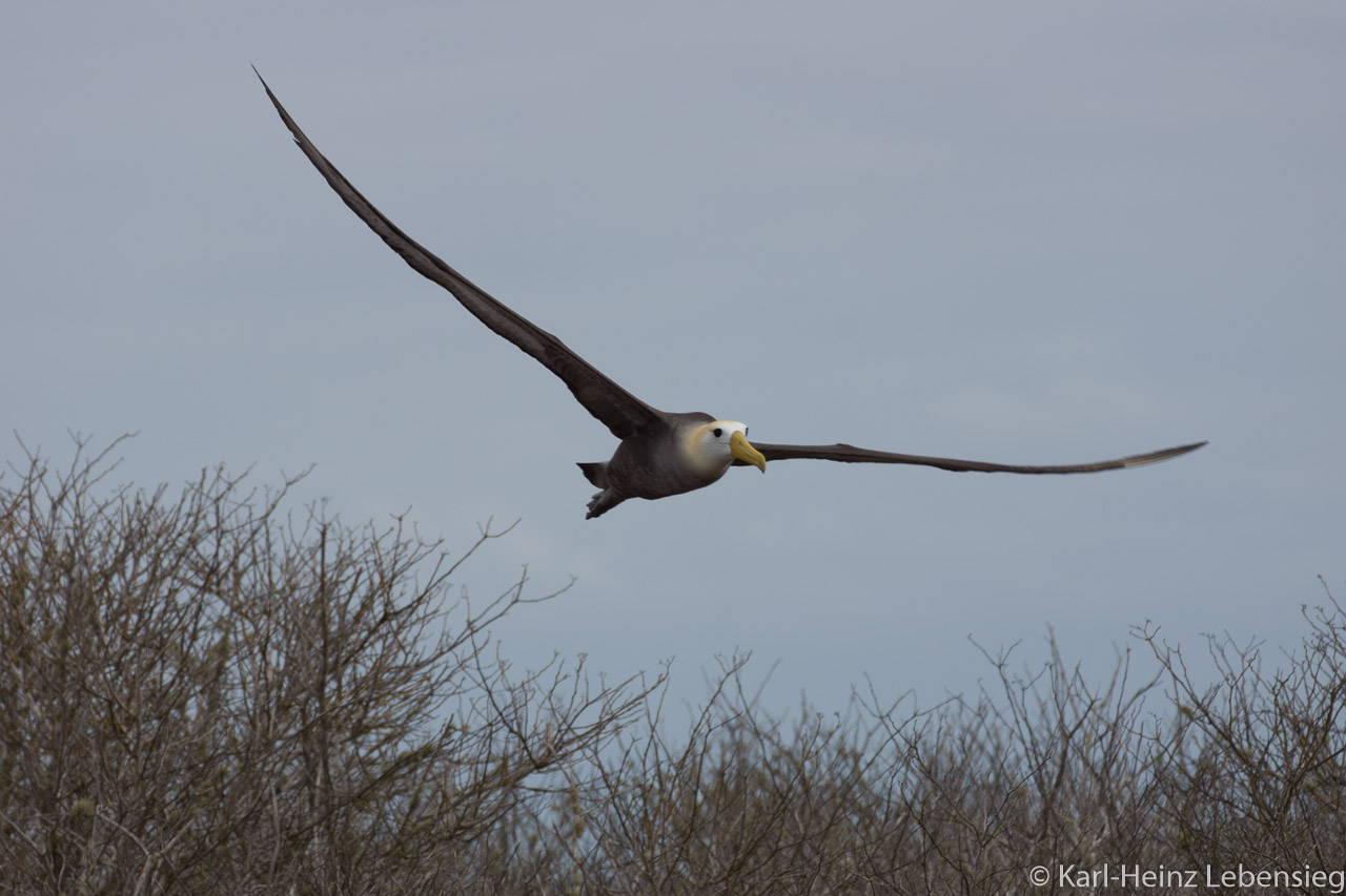Galápagos Albatross