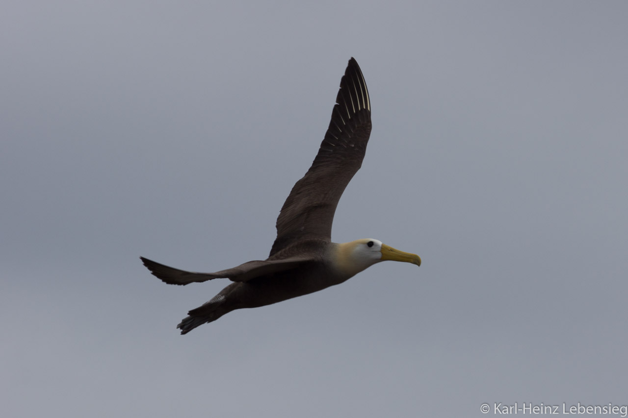 Galápagos Albatross