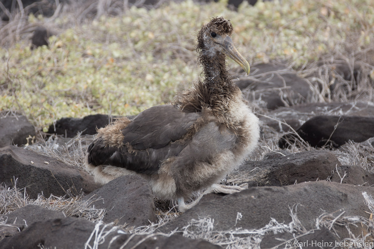 Galápagos Albatross in jung und hässlich