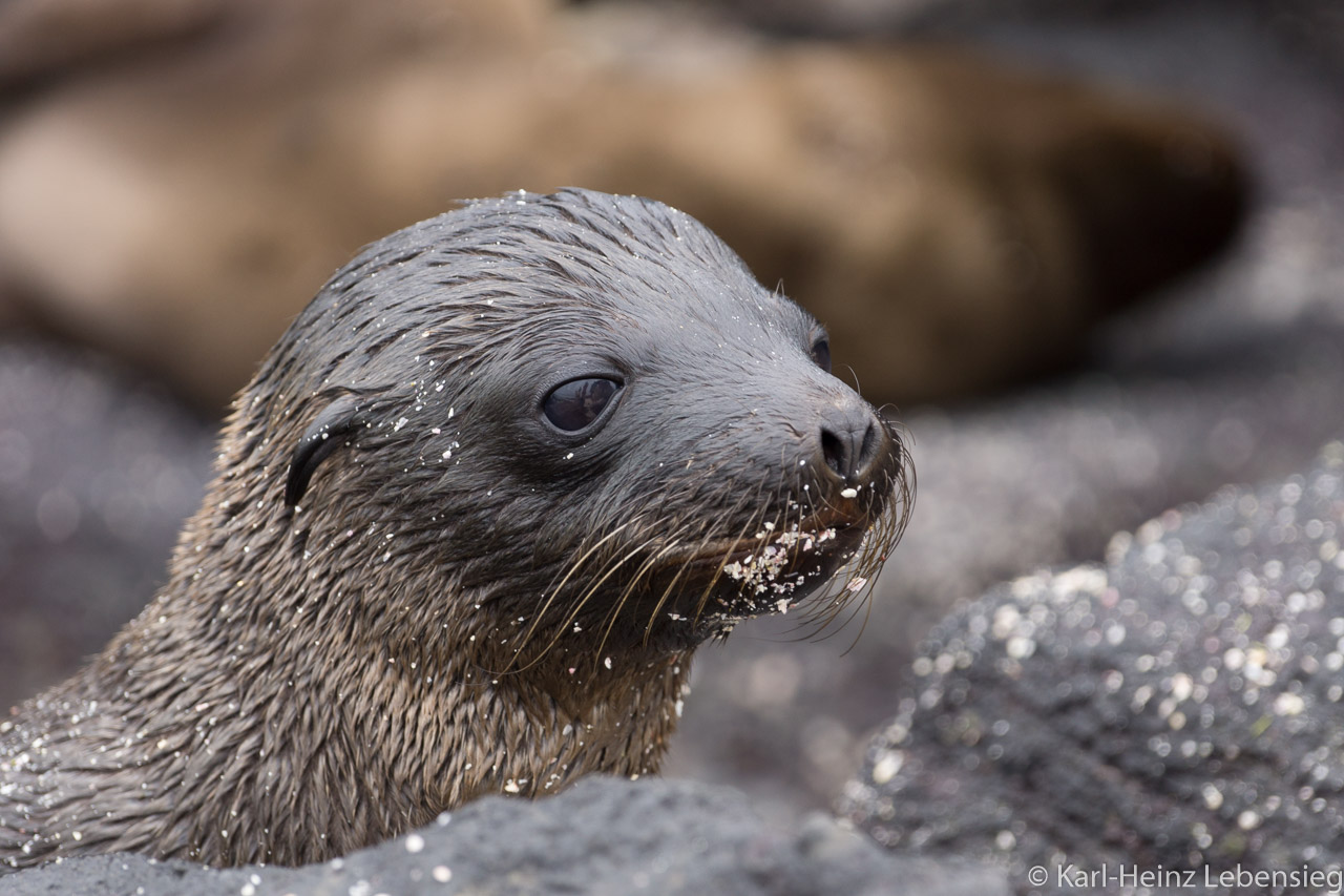 Galápagos Seelöwe