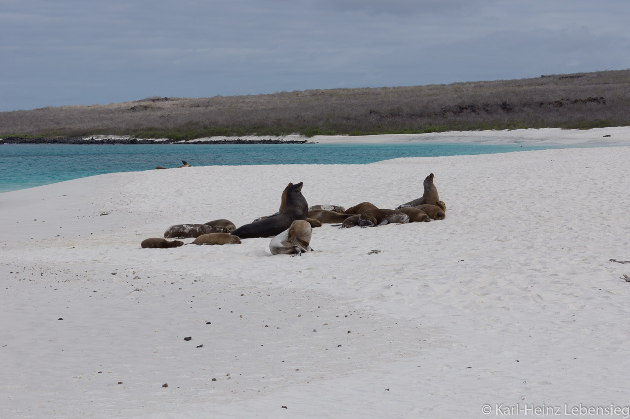 Galápagos Seelöwen auf Gardner Bay