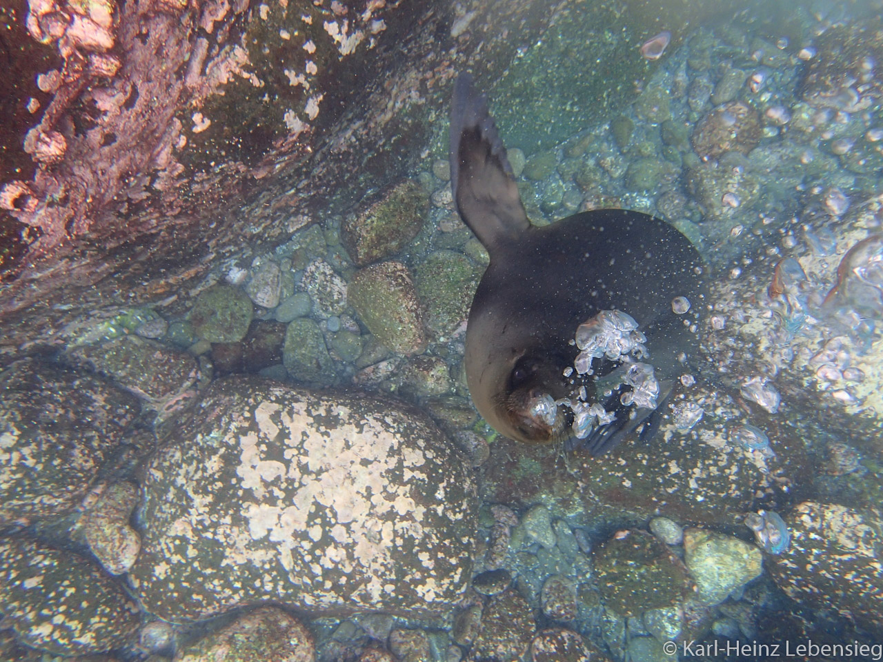 Blub