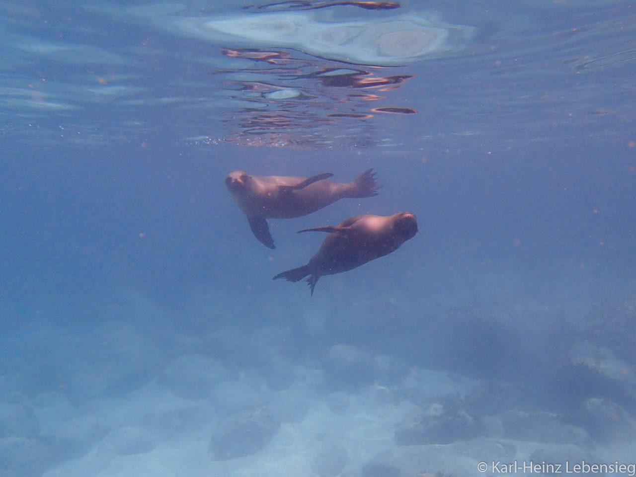 Galápagos Seelöwe