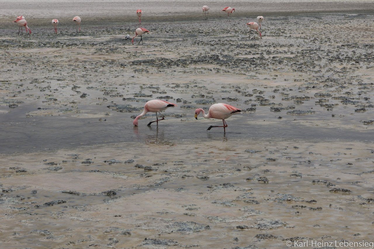 Laguna Hedionda