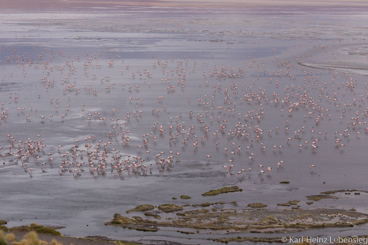 Laguna Colorada